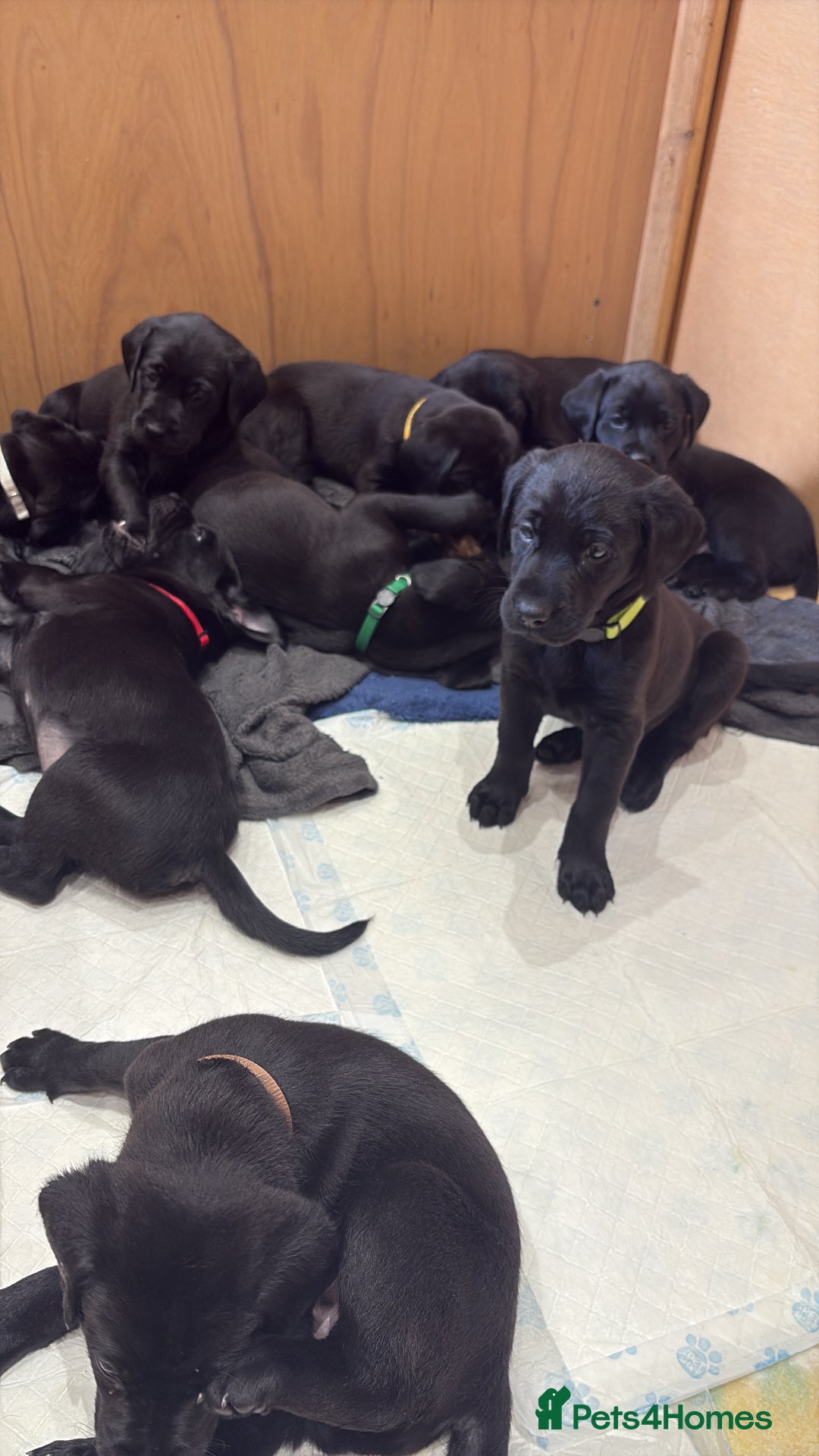 Labrador Retriever dogs for sale: Stunning K.C. Reg. Black Labrador Puppies - Image 8