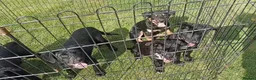 Australian Kelpie dogs for sale: Kelpie X collie puppies in Buxton - Advert 7