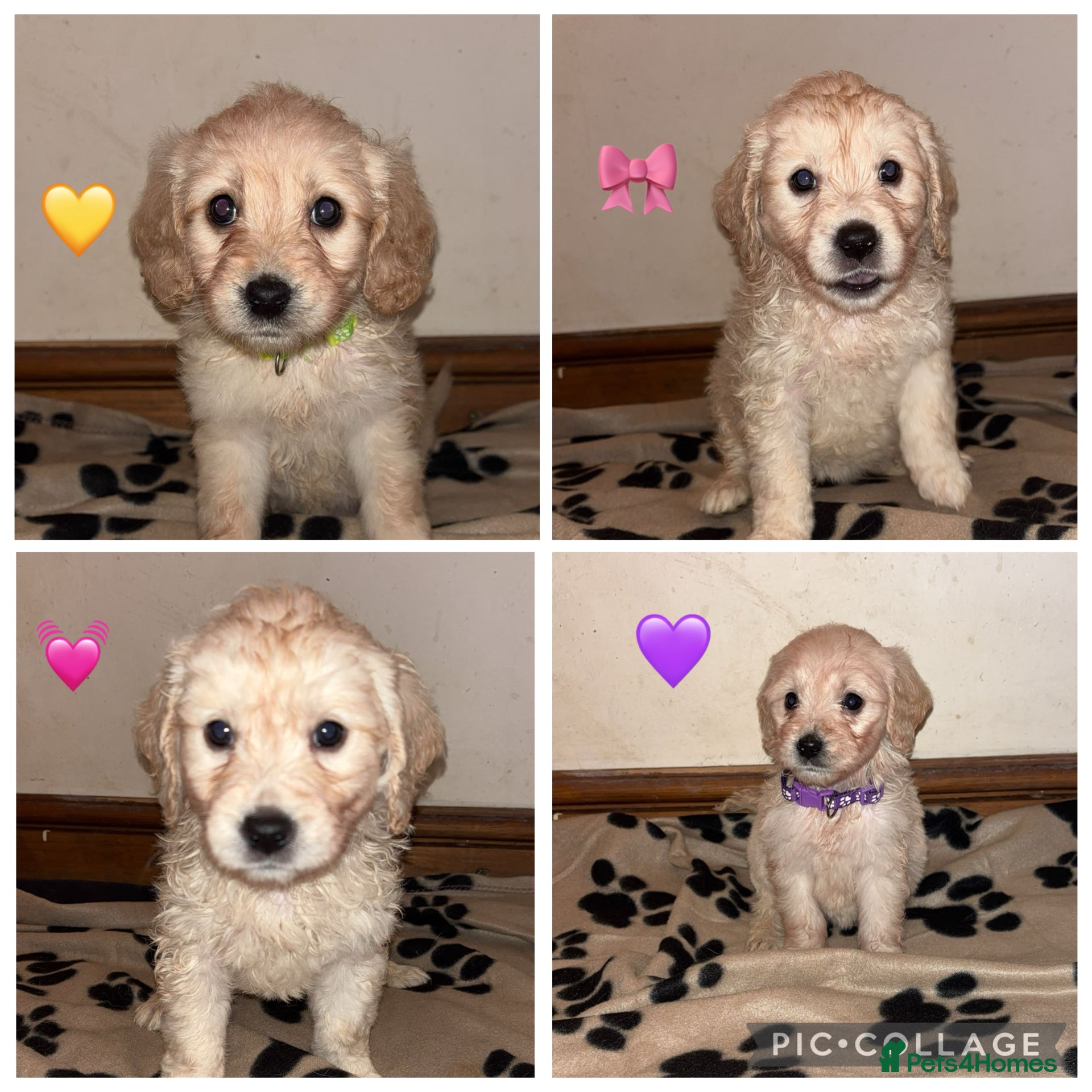 Mini Goldendoodle dogs READY TO LEAVE NOW 10 Mini F1 GoldenDoodle puppies - Advert 1