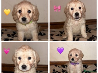 Mini Goldendoodle dogs READY TO LEAVE NOW 10 Mini F1 GoldenDoodle puppies - Advert 1