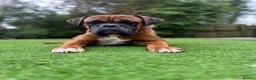 Boxer dogs for stud: Handsome Purebred Boxer – Puppy Back Deal Offered - Advert 14