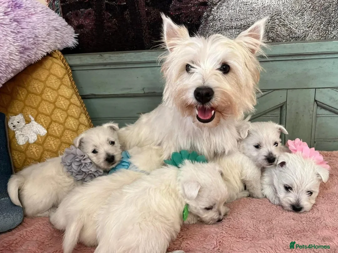 West Highland Terrier dogs for sale: West Highland terrier puppies  in Glasgow - Advert 5