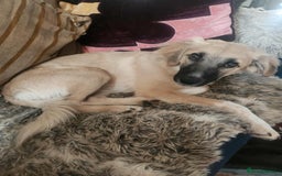 Mixed Breed dogs for adoption: Milo - for adoption - in foster in BEDFORDSHIRE - Image 1