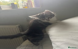 Mixed Breed cats for sale: 3 beautiful boy available  - Image 1