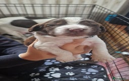 English Springer Spaniel dogs for sale: English springer spaniel pups - Image 6