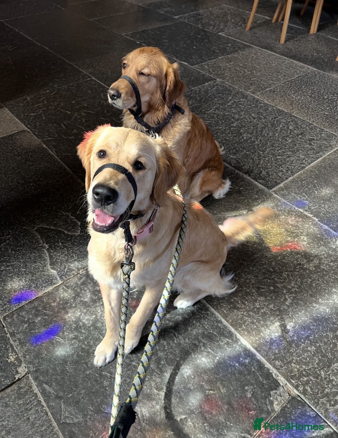 Golden Retriever dogs for sale: Best of Breed Golden Retrievers - Advert 8