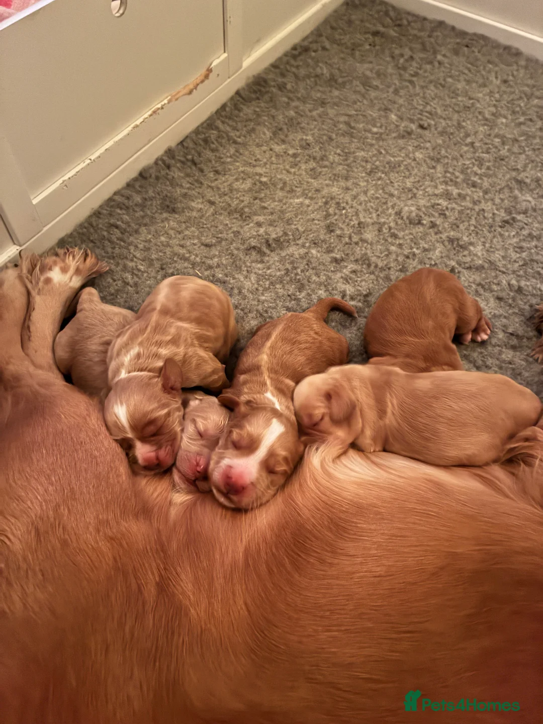 Cocker Spaniel dogs for sale: KC Registered and Vet checked Pups - Advert 17