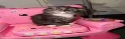 Scottish Fold cats for sale: Gorgeous Scottish Fold Kittens - Advert 5