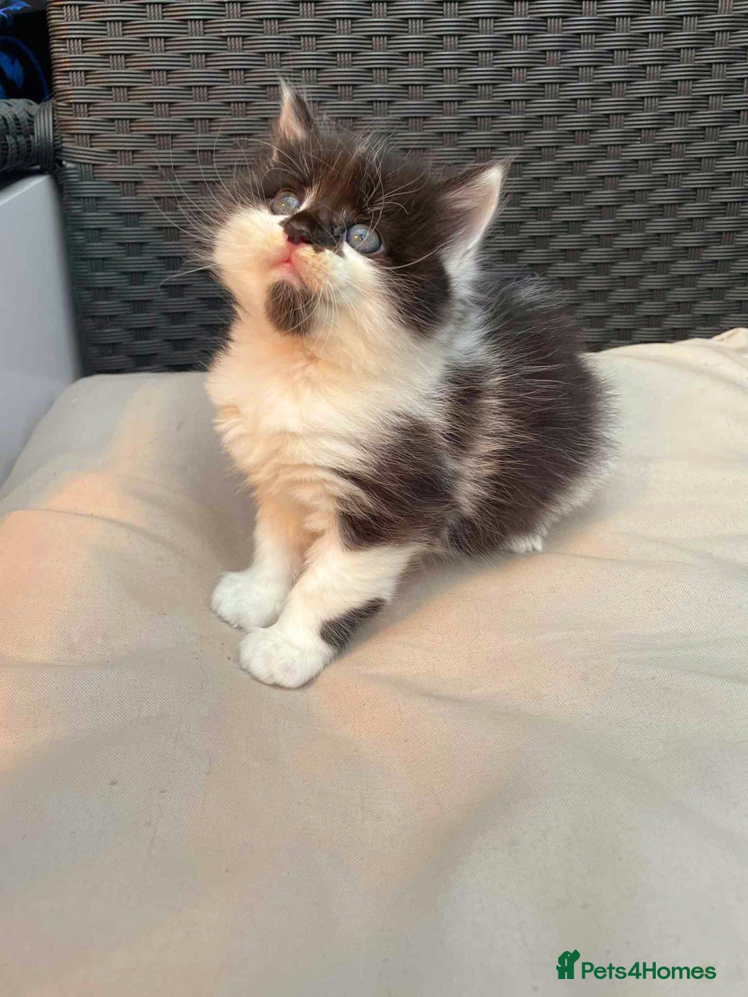 Mixed Breed cats for sale: Lovely boy for sale - Advert 1