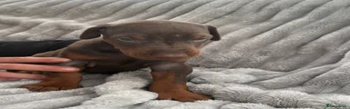 Dobermann Puppy 6