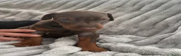 Dobermann dogs for sale: Exceptional Pedigree Doberman pups for sale  - Advert 5