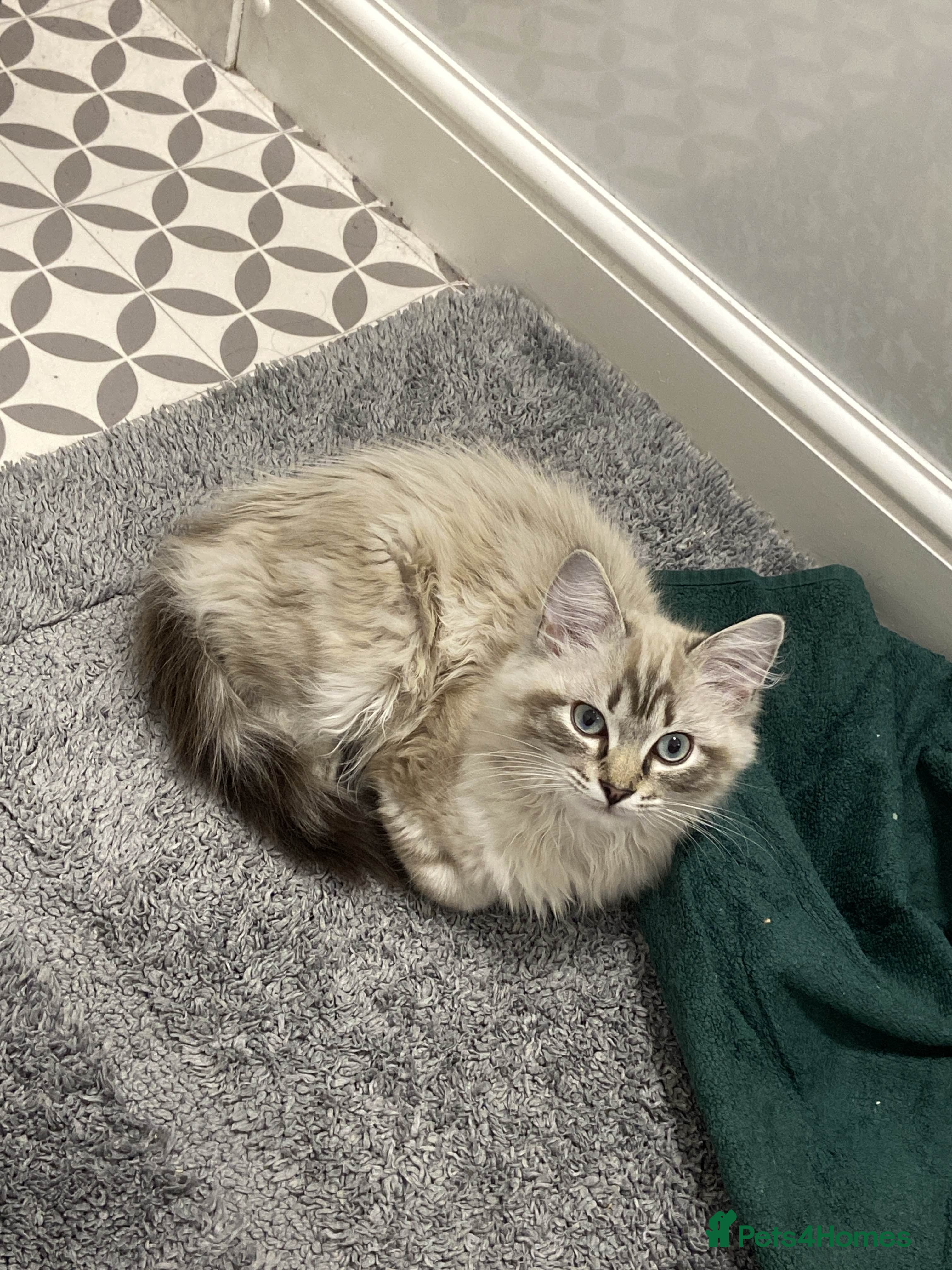 Ragdoll cats 1 Year Old Ragdoll Boy (+ Equipment) - Advert 10