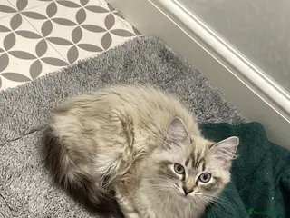 Ragdoll cats 1 Year Old Ragdoll Boy (+ Equipment) - Advert 1