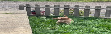 Rosie