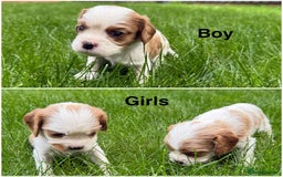 Cavalier King Charles Spaniel dogs for sale: DNA tested parents Cavalier King Charles Spaniel - Image 1
