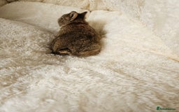 Netherland Dwarf rabbits for sale: Netherland Dwarf bunnies - Image 14