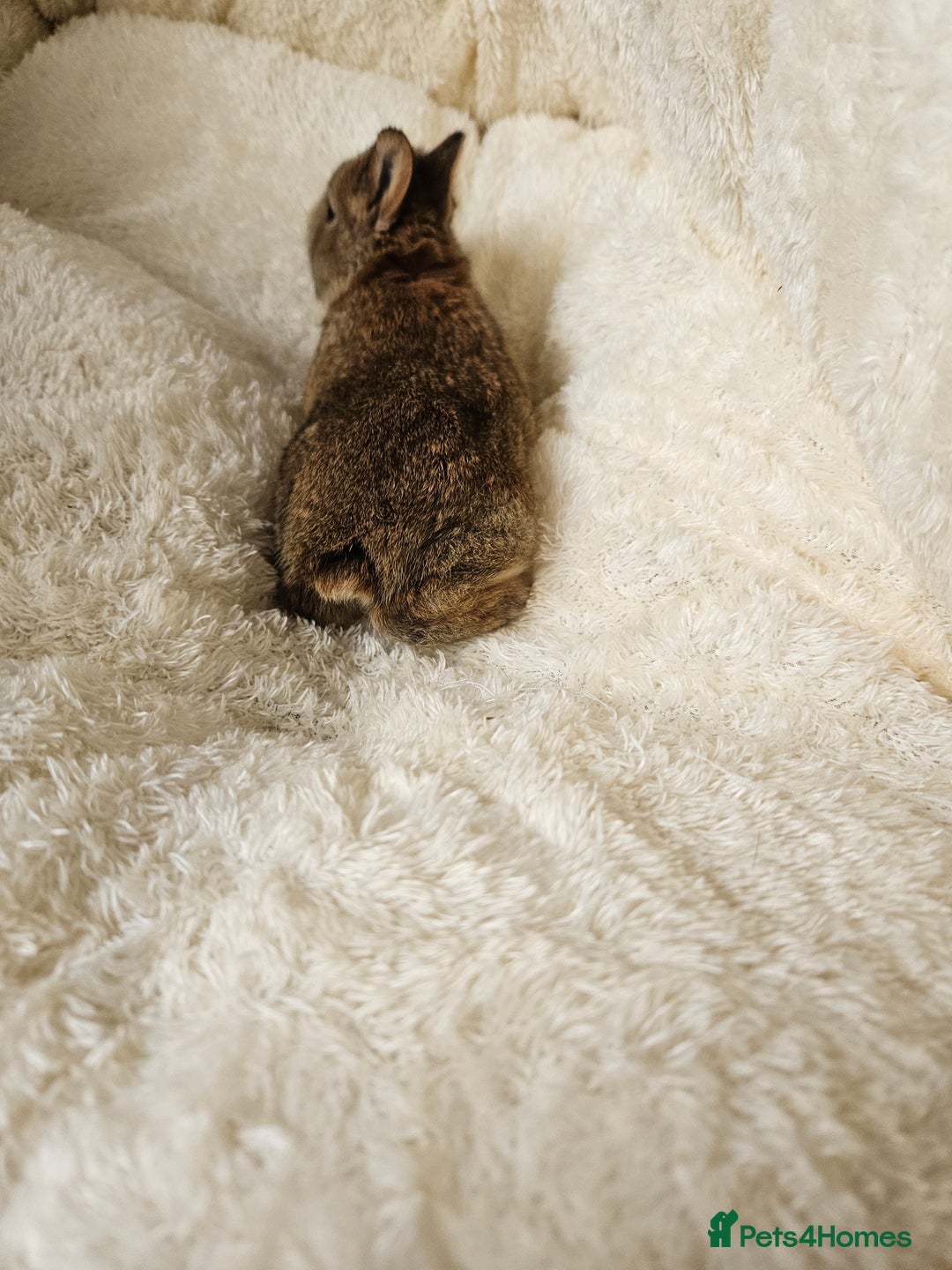 Netherland Dwarf rabbits for sale: Netherland Dwarf bunnies - Image 14