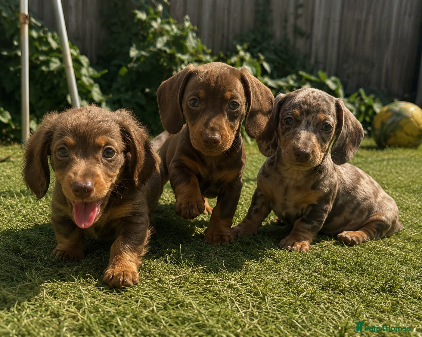 Miniature Dachshund dogs Beautiful mini dachshund  - Advert 15
