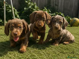Miniature Dachshund dogs Beautiful mini dachshund - Advert 15