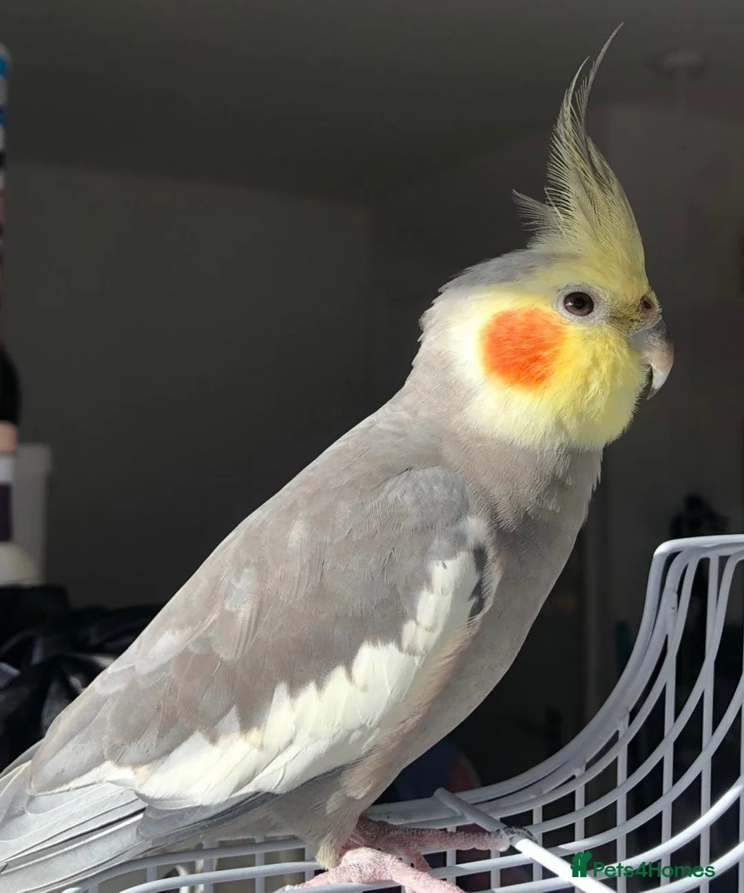 Cockatiels birds for sale: A cockatiel with a large cage  in Doncaster - Advert 1