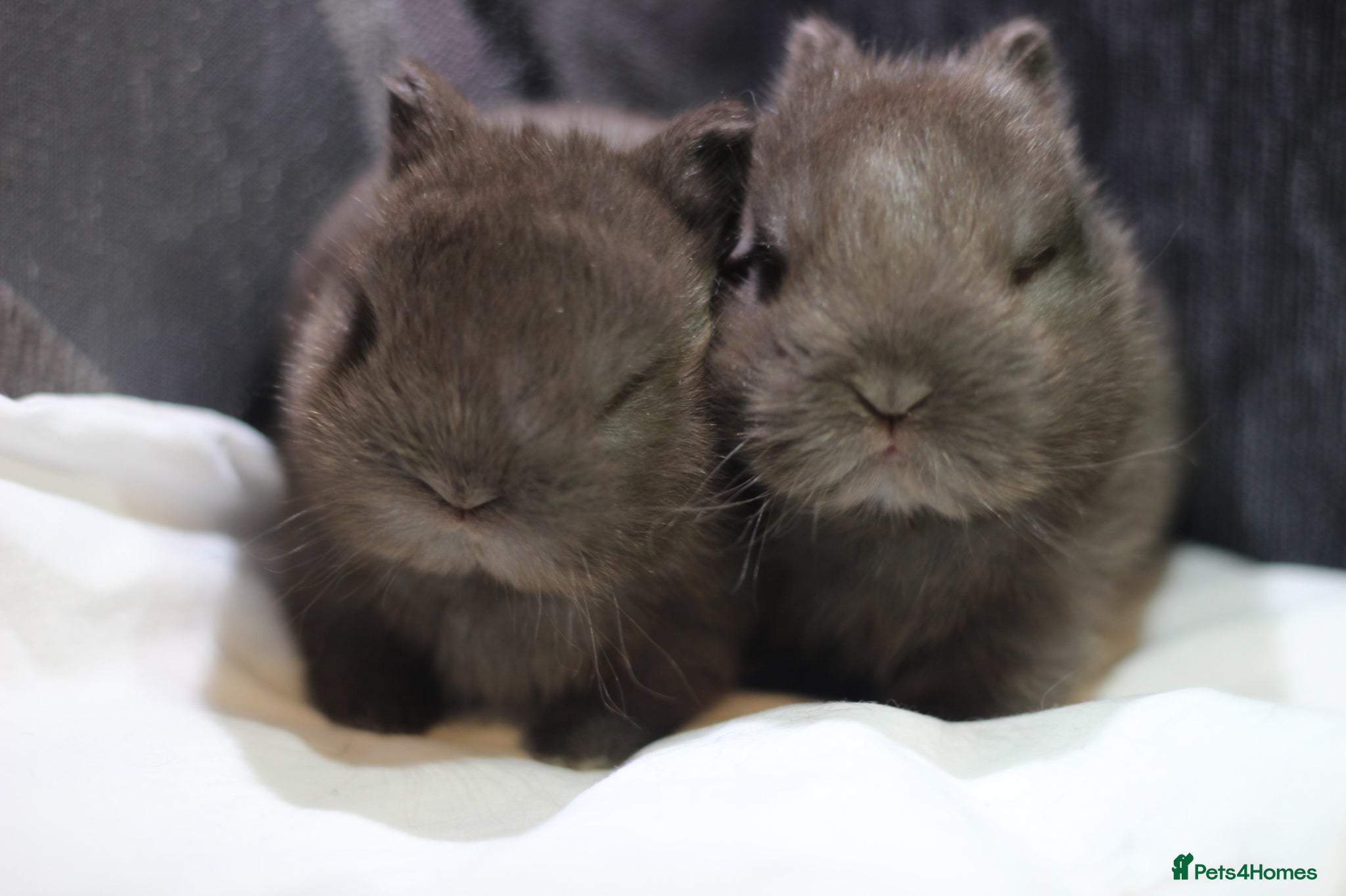 Netherland Dwarf rabbits Purebred Netherland dwarf - Advert 2