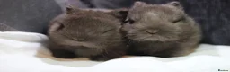 Netherland Dwarf rabbits for sale: Purebred Netherland dwarf - Advert 2