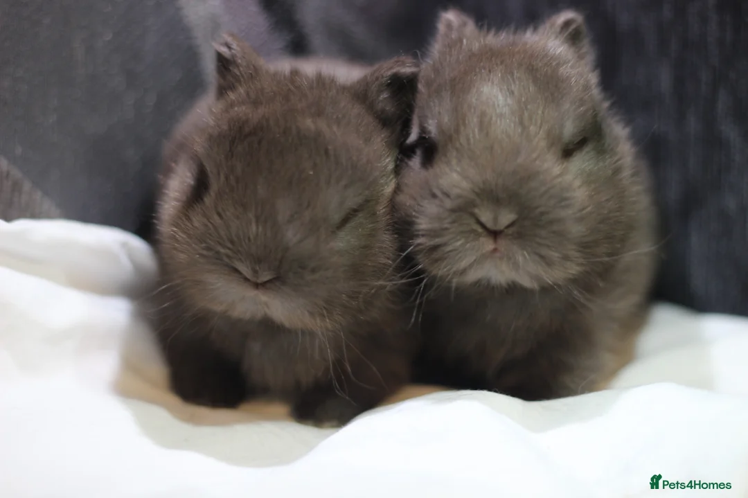 Netherland Dwarf rabbits for sale: Purebred Netherland dwarf - Advert 2