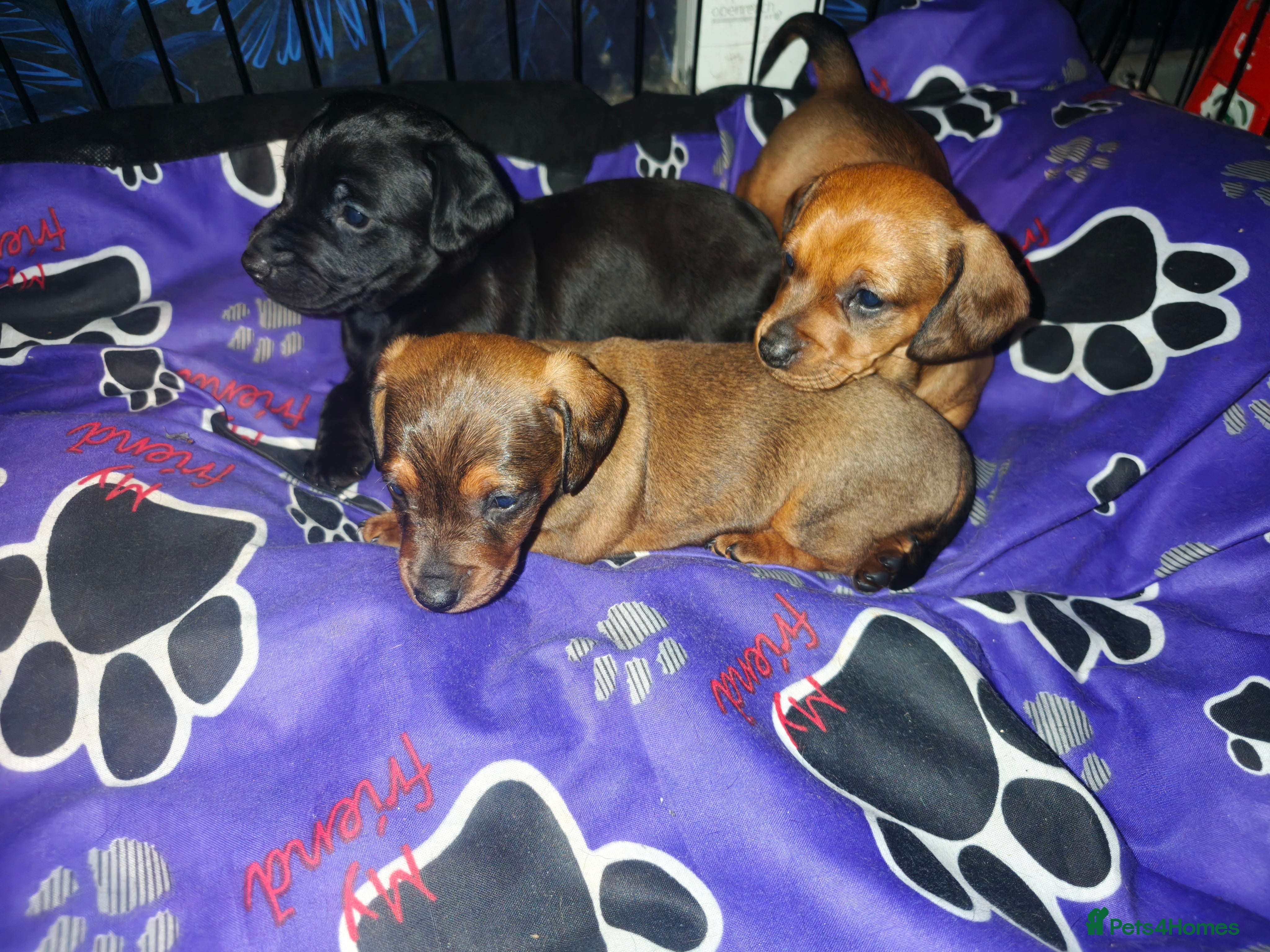 Dachshund dogs Dachshund puppies - Advert 8