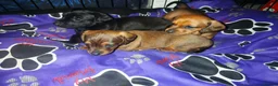 Dachshund dogs for sale: Dachshund puppies LAST BOY LEFT - Advert 1