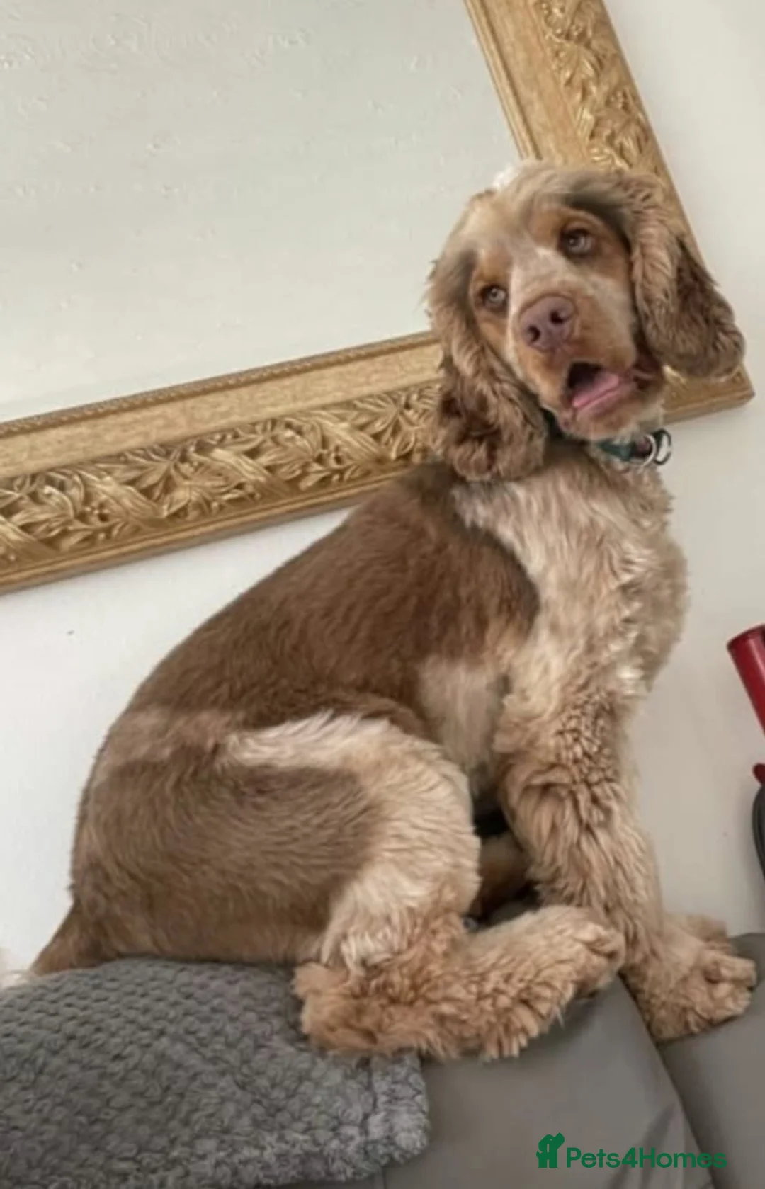 Cocker Spaniel dogs for stud: Show Cocker spaniel for stud in Durham - Advert 3