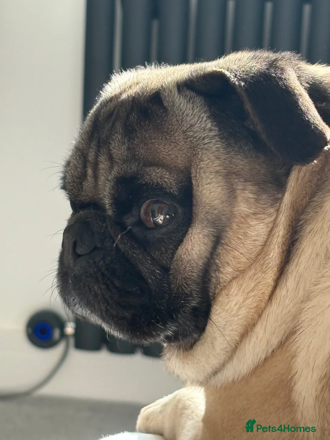 Pug dogs for sale: Pug for rehome - Advert 1