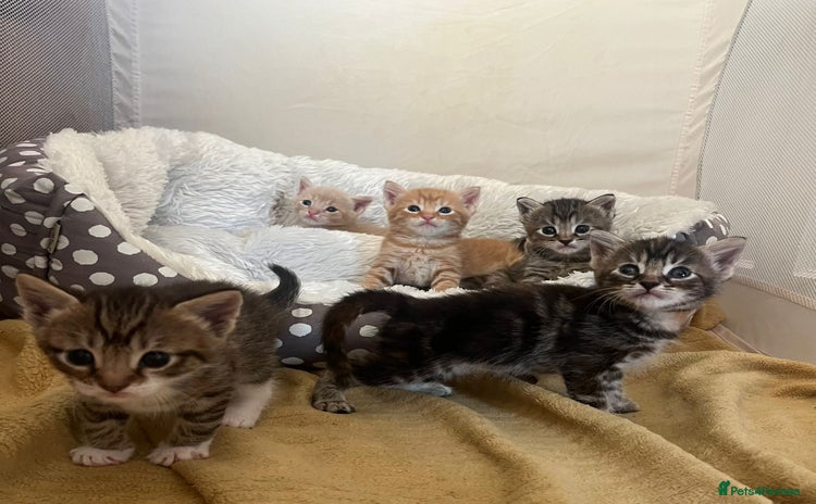 Mixed Breed cats - Advert 2