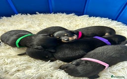 Jack Russell dogs for sale: Jack Russell puppies  - Image 3