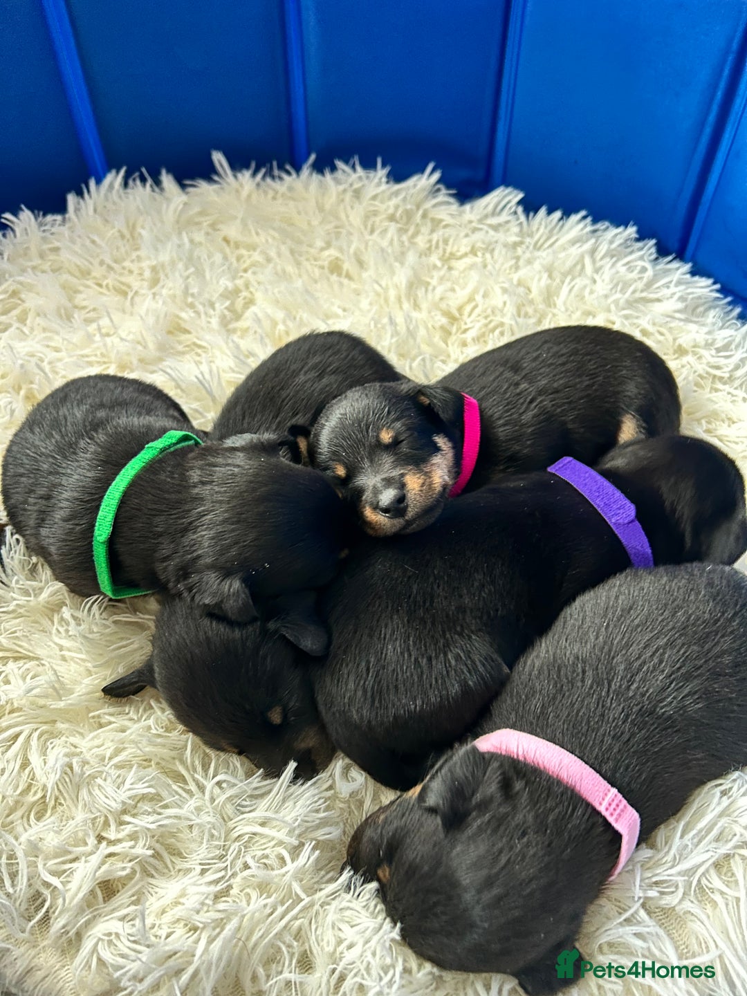 Jack Russell dogs for sale: Jack Russell puppies  - Image 3