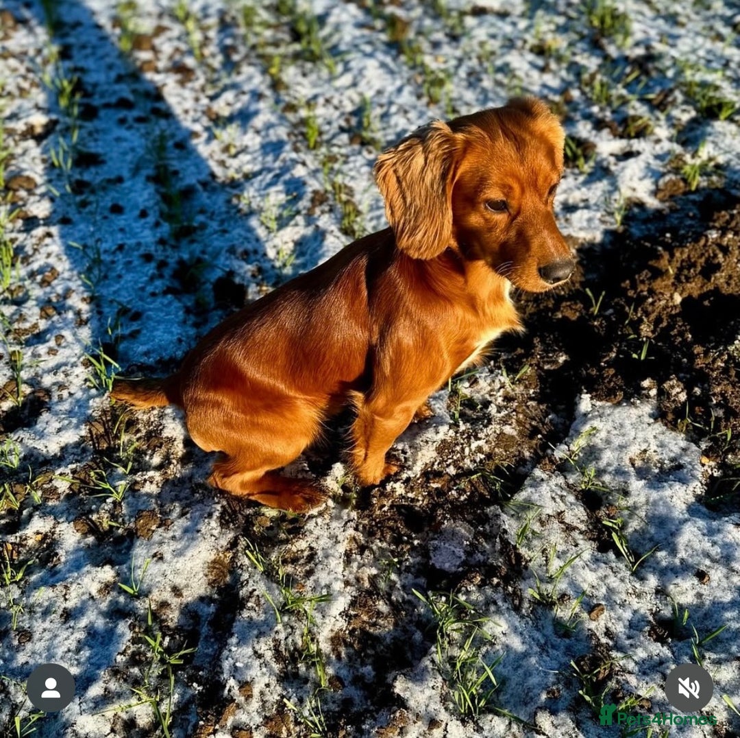 Cocker Spaniel dogs for stud: Gunner, KC Registered, Fully Health Tested WCS in Bury Saint Edmunds - Image 2