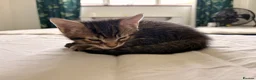 Domestic Shorthair cats for sale: Adorable Male kittens - Advert 12