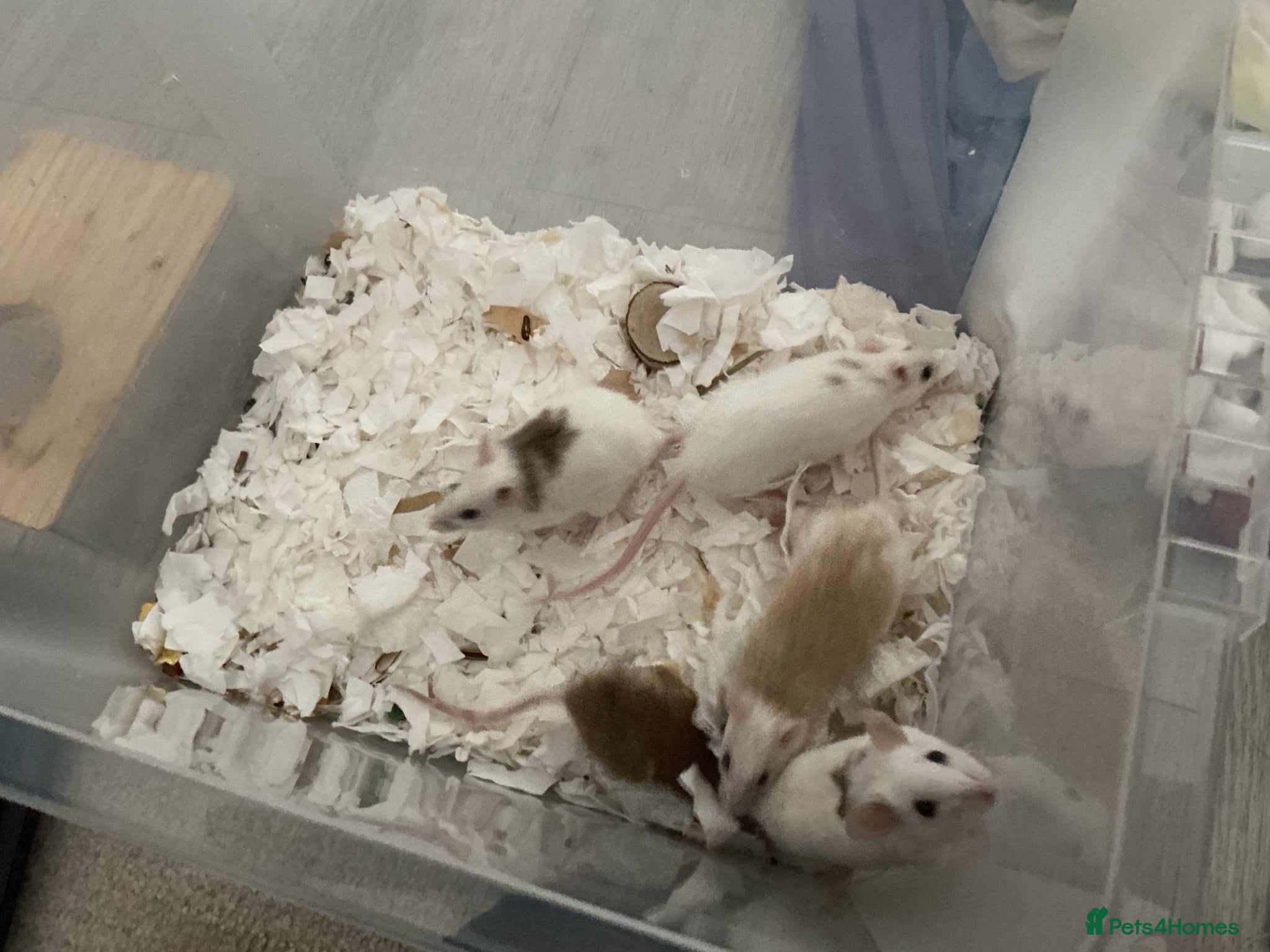 Mouse rodents 5 female mice with cage set up  - Advert 11