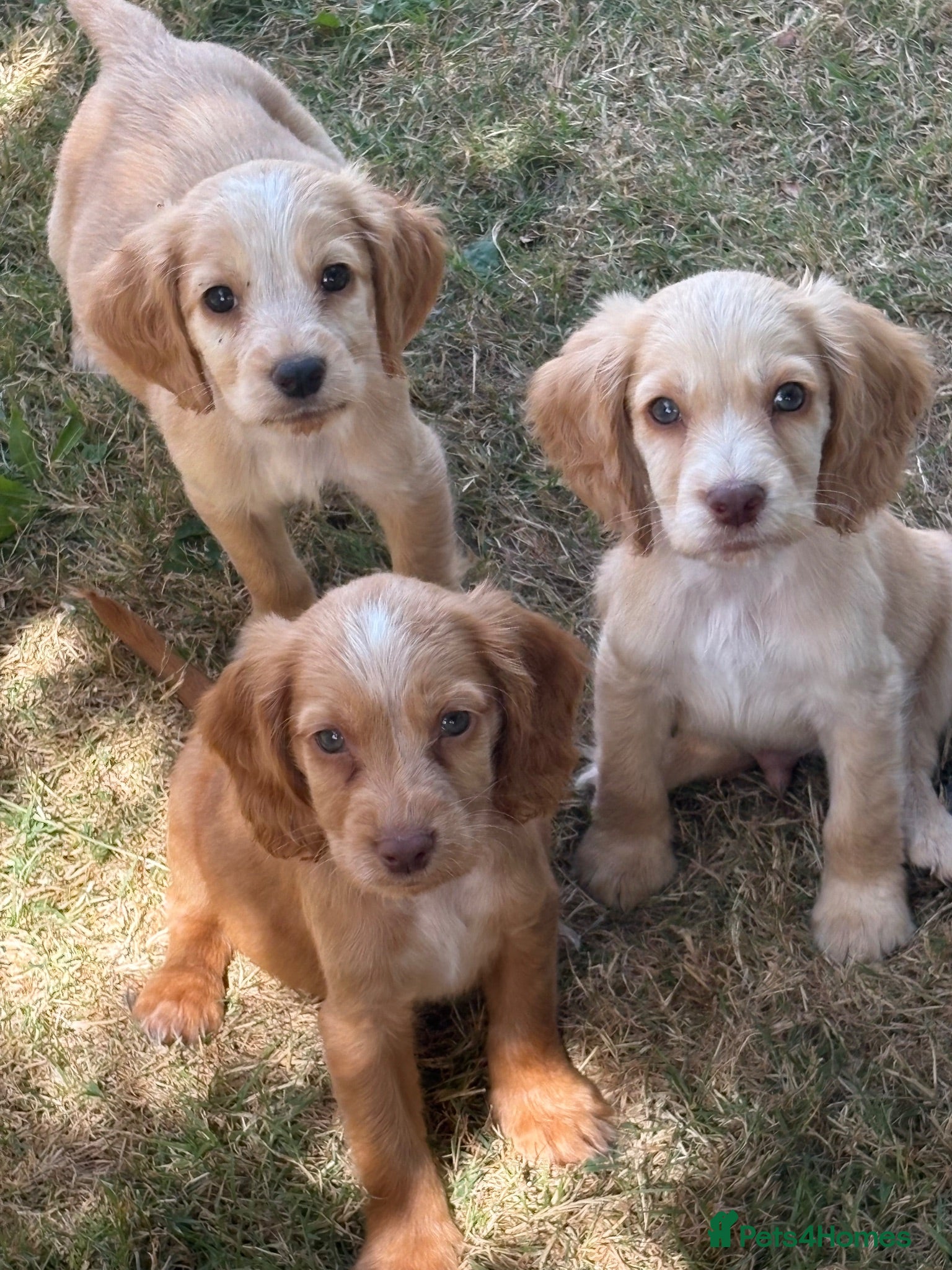 Cocker Spaniel dogs Cocker spaniel  - Advert 13