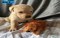 Labrador Retriever dogs for sale: 🐶 8 Gorgeous KC Labrador Puppy’s 🐶 - Image 22