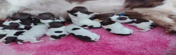 English Springer Spaniel dogs for sale: English Springer spaniel puppies - Advert 11