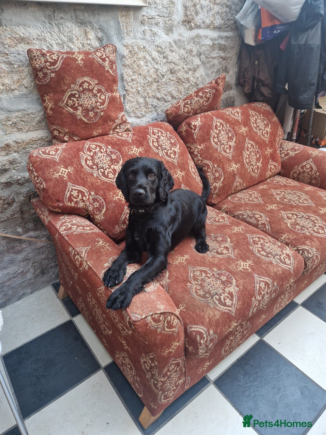 Cocker Spaniel dogs for sale: Cocker spaniel  - Advert 1