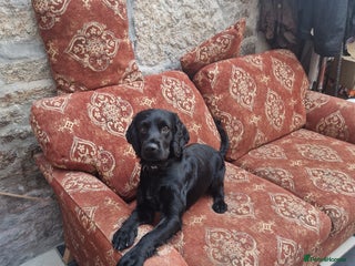 Cocker Spaniel dogs Cocker spaniel - Advert 1