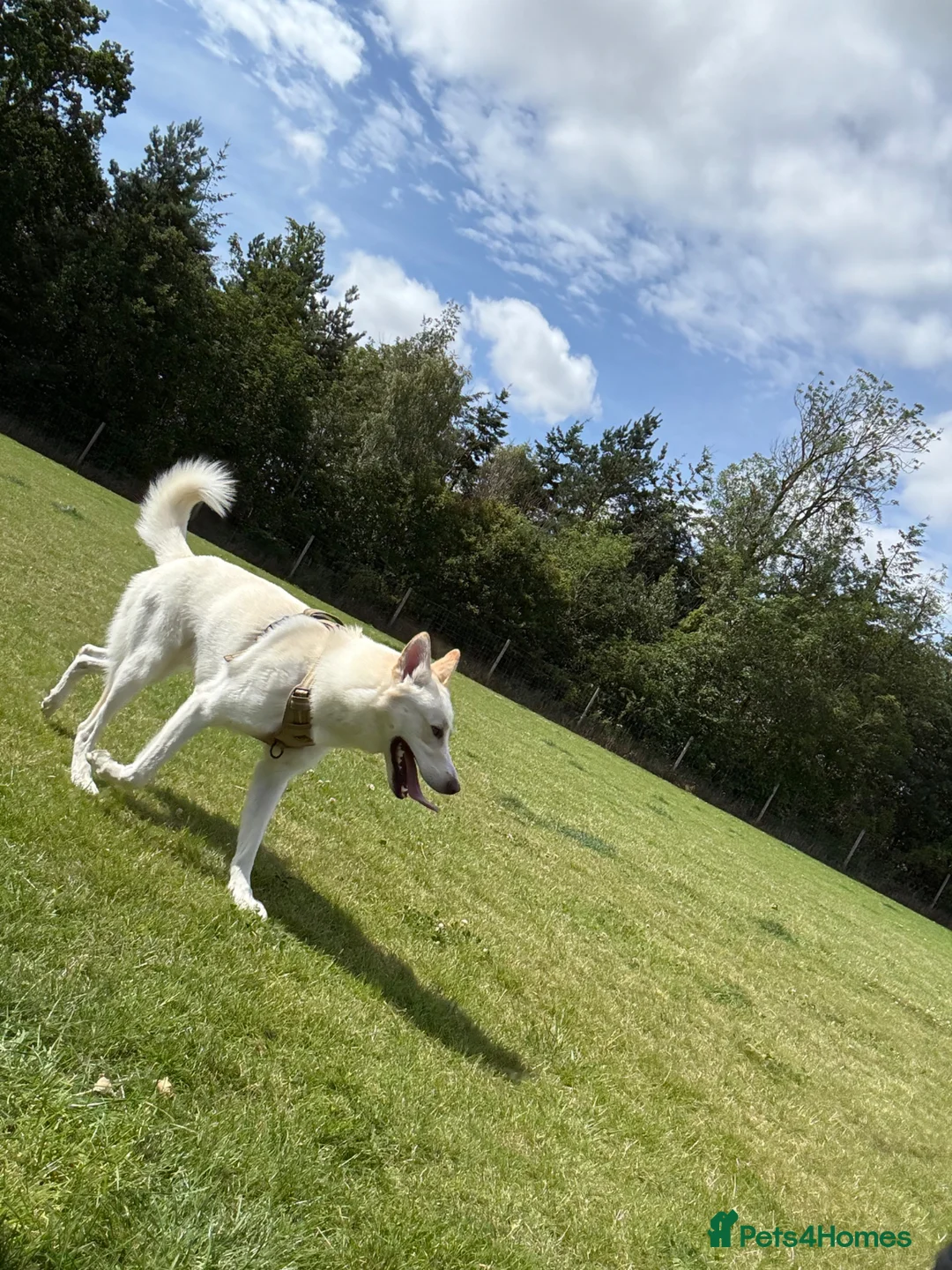 Shepsky dogs for sale: Marshall  - Advert 2