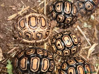 Mixed Breed reptiles Leopard tortoise babies x7 - Advert 3