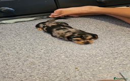 Miniature Dachshund dogs for sale: Daxie medium coat puppies dapples and black & tan  - Image 10