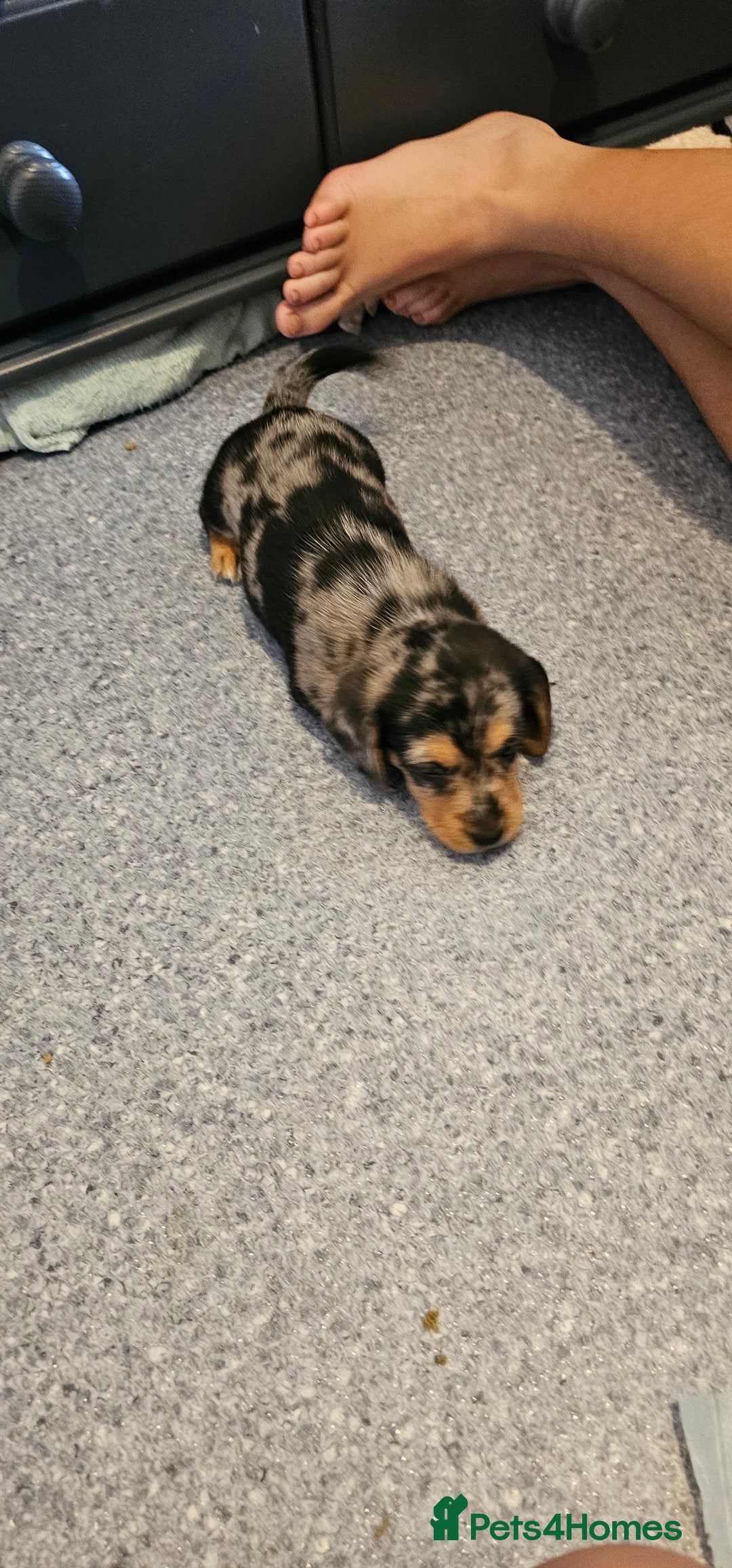 Miniature Dachshund dogs for sale: Daxie medium coat puppies dapples and black & tan  - Image 10