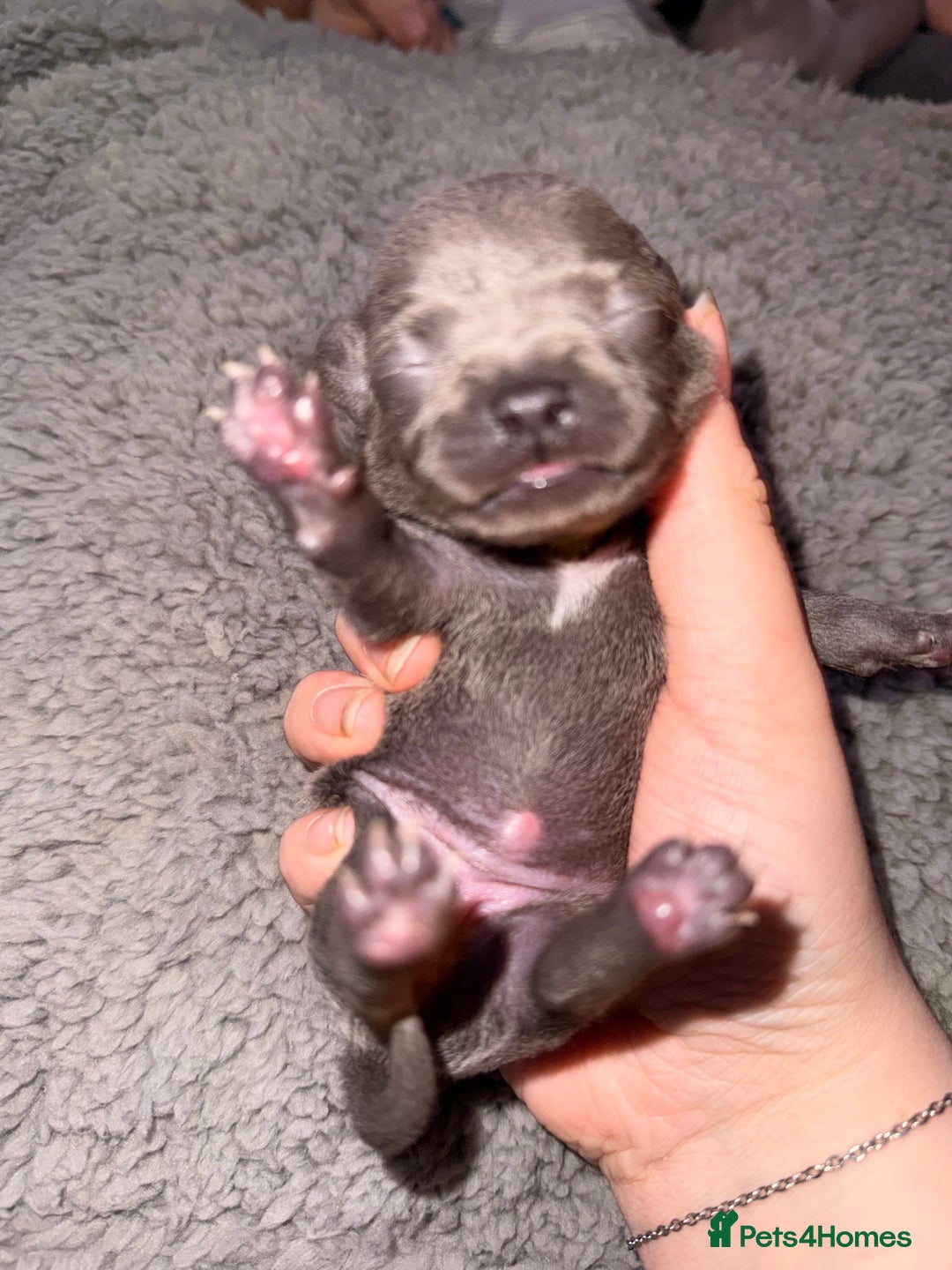 Chihuahua dogs for sale: Stunning Lilac & Blue Chihuahua Puppies - Advert 6