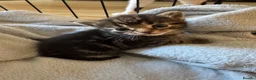 Domestic Shorthair cats for sale: Beautiful kittens  - Advert 12