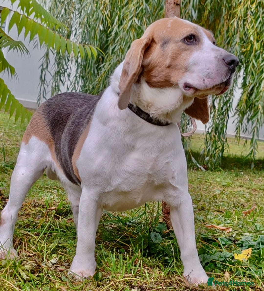 Beagle dogs for adoption: Charlie - the Beagle - Image 1