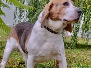 Beagle dogs - Advert 2